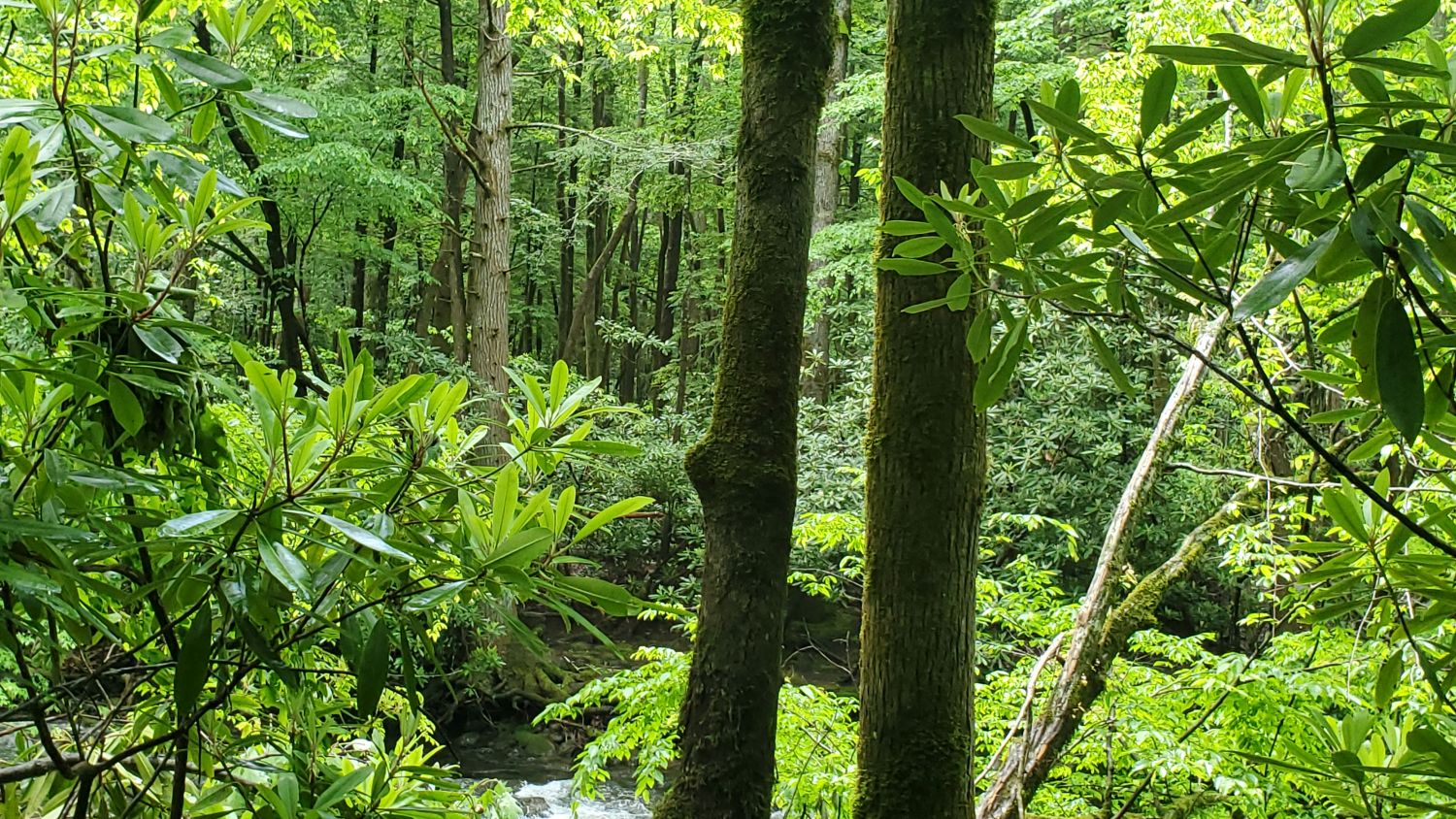 Old Sugarlands Trail 